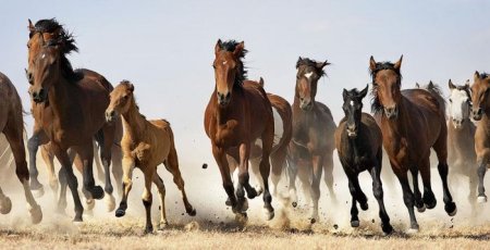 Случная болезнь лошадей фото