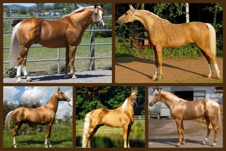 Оттенки масти паломино