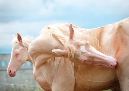 Фото двух лошадей изабелловой масти