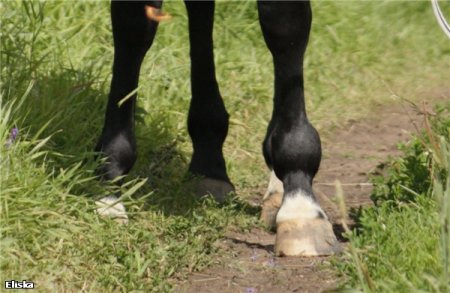 Конечности у хромой лошади