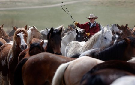 Фото лошадиного табуна