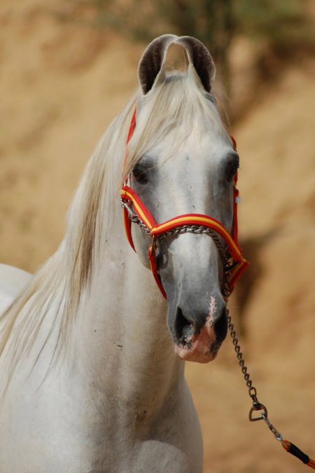 Лошадь породы марвари серой масти