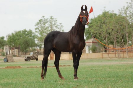Марвари - лошадки из Индии! Смотреть видео с лошадьми онлайн