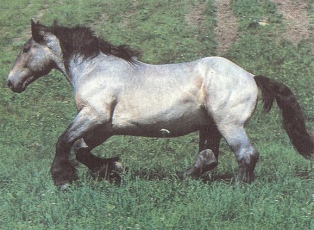 Лошади породы Пуату: Фото, описание, история.