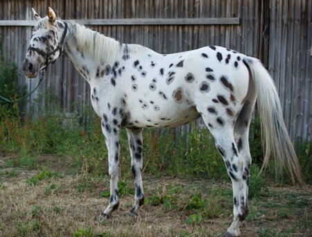 Фото лошади породы кнабструппер