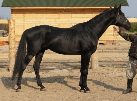 Фото лошади  Орлово-Ростопчинской породы