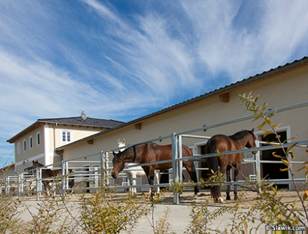 Фото лошадей в паддоках