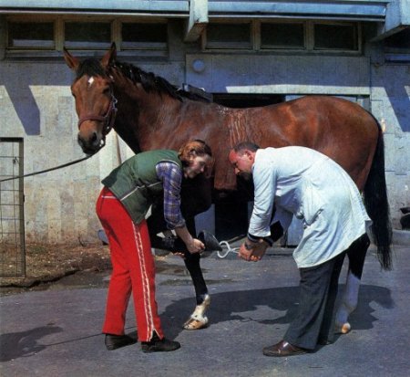 Уход за лошадью и лечение