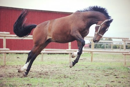 Фото лошади