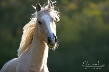 Фото лошади