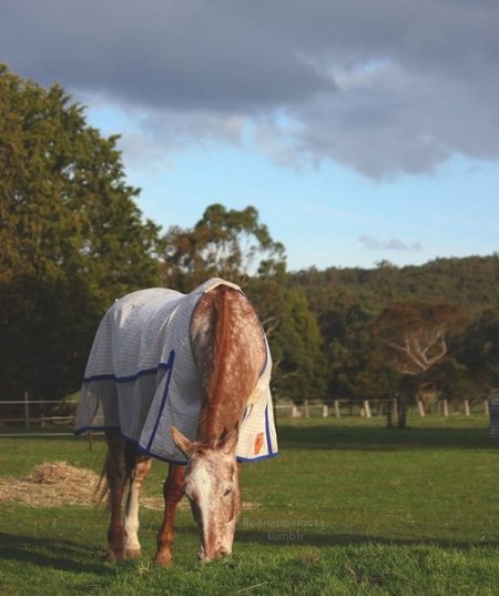 Фото лошади в леваде