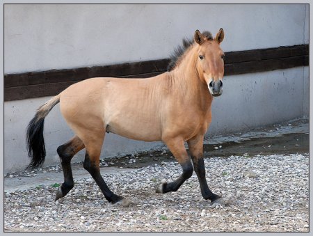 В Восточном Казахстане планируют разводить лошадей Пржевальского