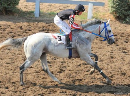 Фото жеребца-победителя Лаки Ферста.