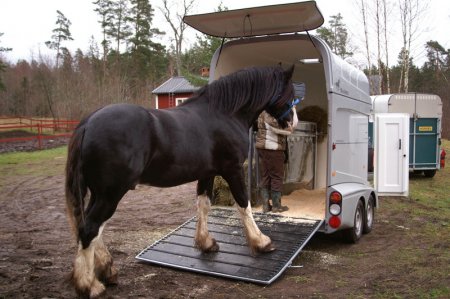 Как правильно перевозить лошадь