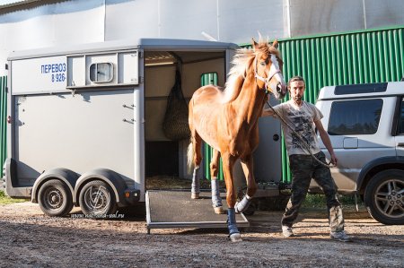 Фото лошади которая выходит из коневоза.