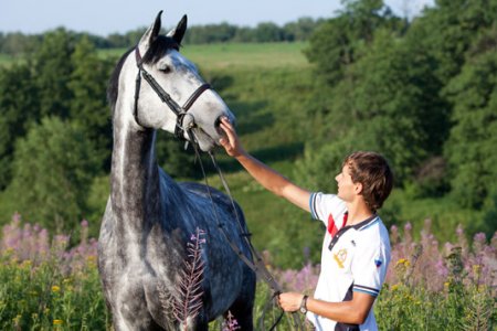Фото лошади и хозяина.