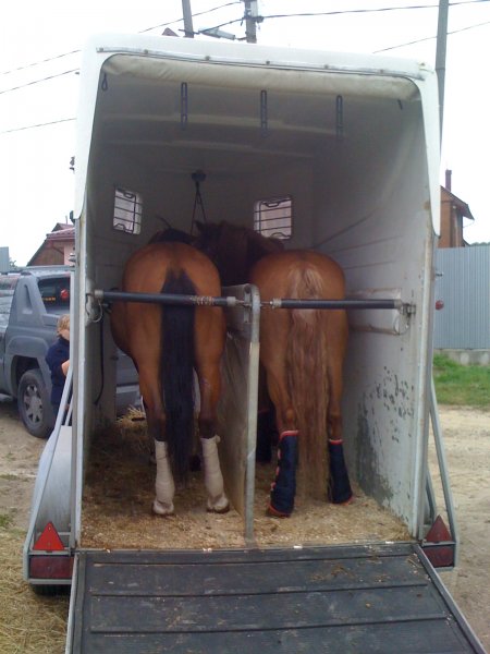 Фото двух лошадей в трейлере.