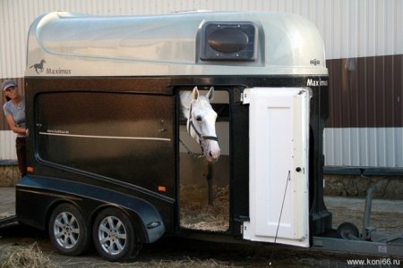 Фото лошади в коневозе.
