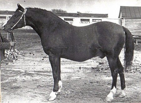 Фото жеребца по имени Идеал.