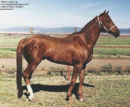 Фото жеребца по имени Афинс Вуд.