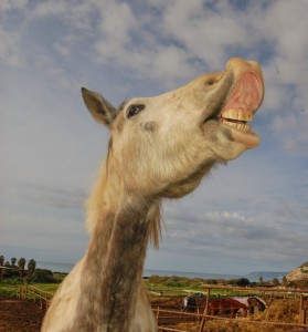 Как научить лошадь улыбаться?