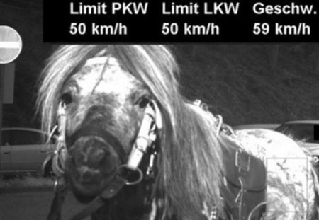 В Германии полиция оштрафовала лошадь за превышение скорости