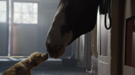 Конь и его щенок. Смотреть видео с лошадьми онлайн