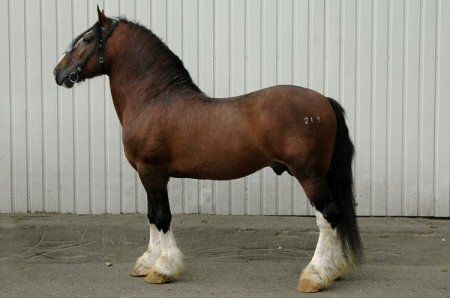 Фото владимирского тяжеловоза