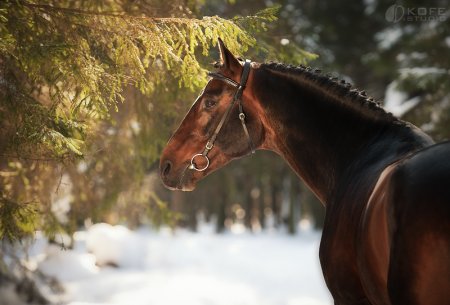 Фото лошади зимой в лесу