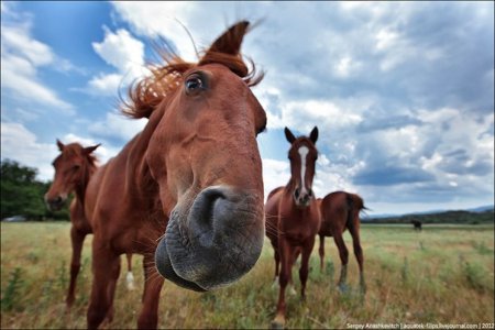 Оформление ветеринарного свидетельства для перевозки лошадей
