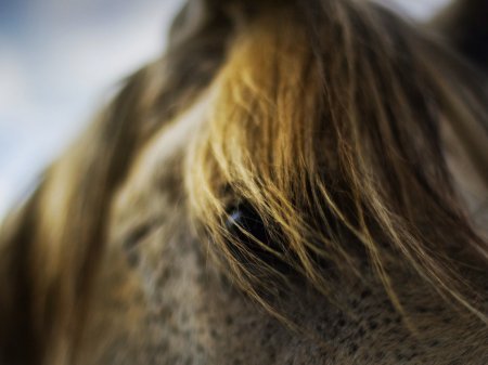 Болезни глаз у лошадей: профилактика
