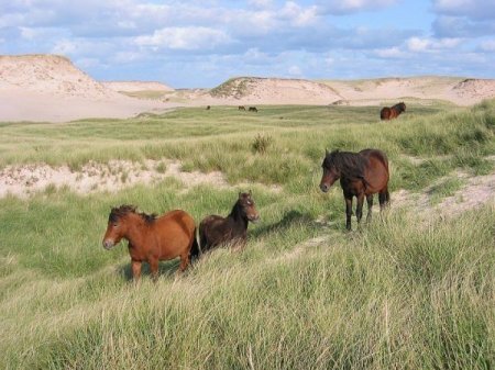 Фотография пони острова Сейбл