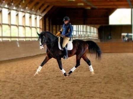 Фотография тренировке по выездке