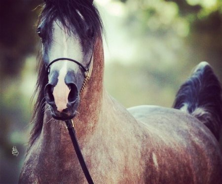 Красица-арабка