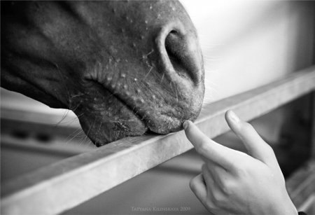 Почему лошадь слушается человека
