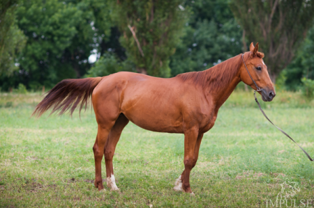 Фото лошади рыжей масти украинской породы.