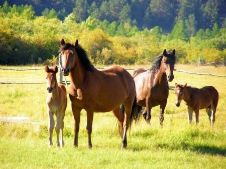 Материнский инстинкт у лошади