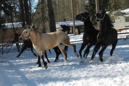 Верховая езда и уход за лошадью в зимний период