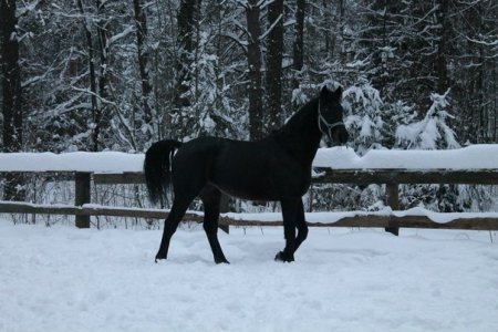 Зимние проблемы у людей и лошадей