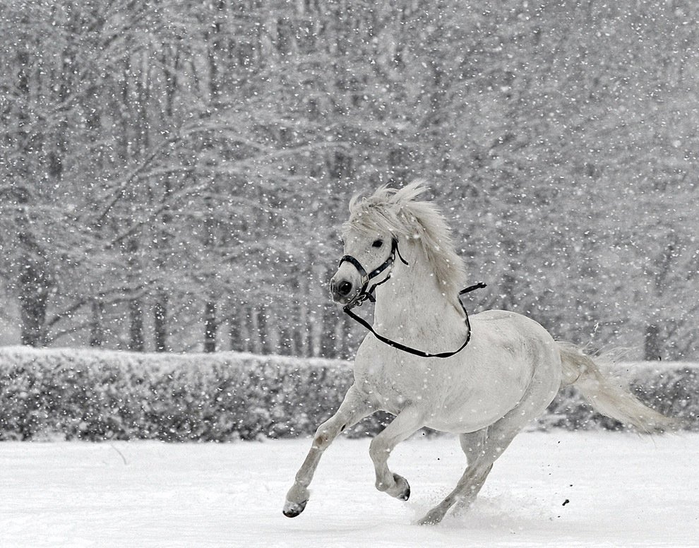 На коне в снегу. Лошади зимой. Лошади в снегу. Снежный конь. Белый конь.