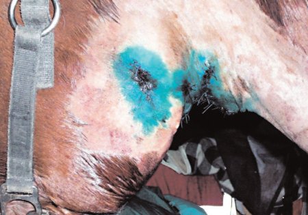 Фото лошади после удаления саркоида