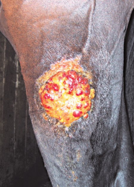 Фибробластный саркоид на конечности лошади