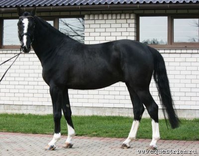 Латвийская теплокровная лошадь » Сайт о лошадях KoHuKu.ru