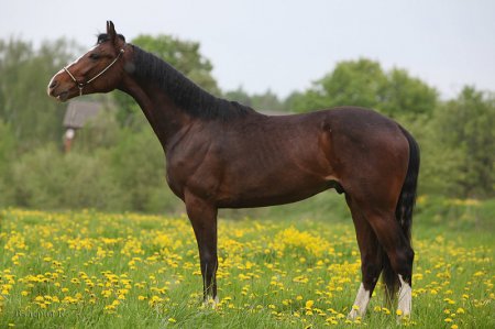 Латвийская теплокровная лошадь