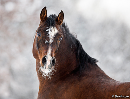 Зимние лошади: фото и видео