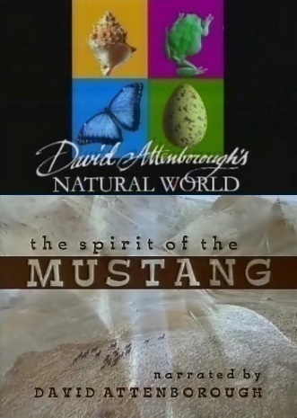 BBC: Наедине с природой: Дух Мустанга. Смотреть фильм про лошадей онлайн.