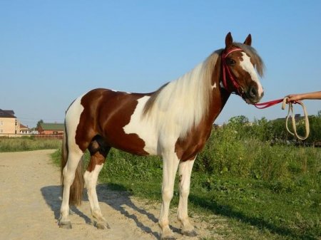 Тувинская лошадь