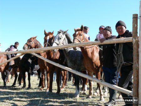 Тувинские лошади