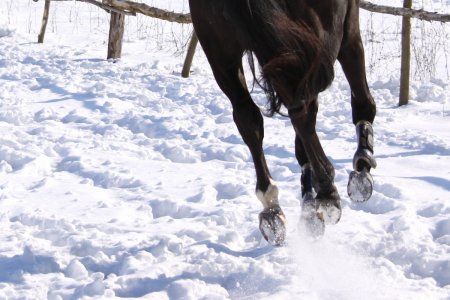 Уход за копытами лошади в зимний период