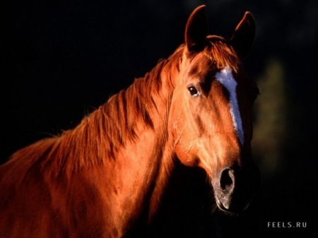 Лошади - это наше сердце, наша душа!